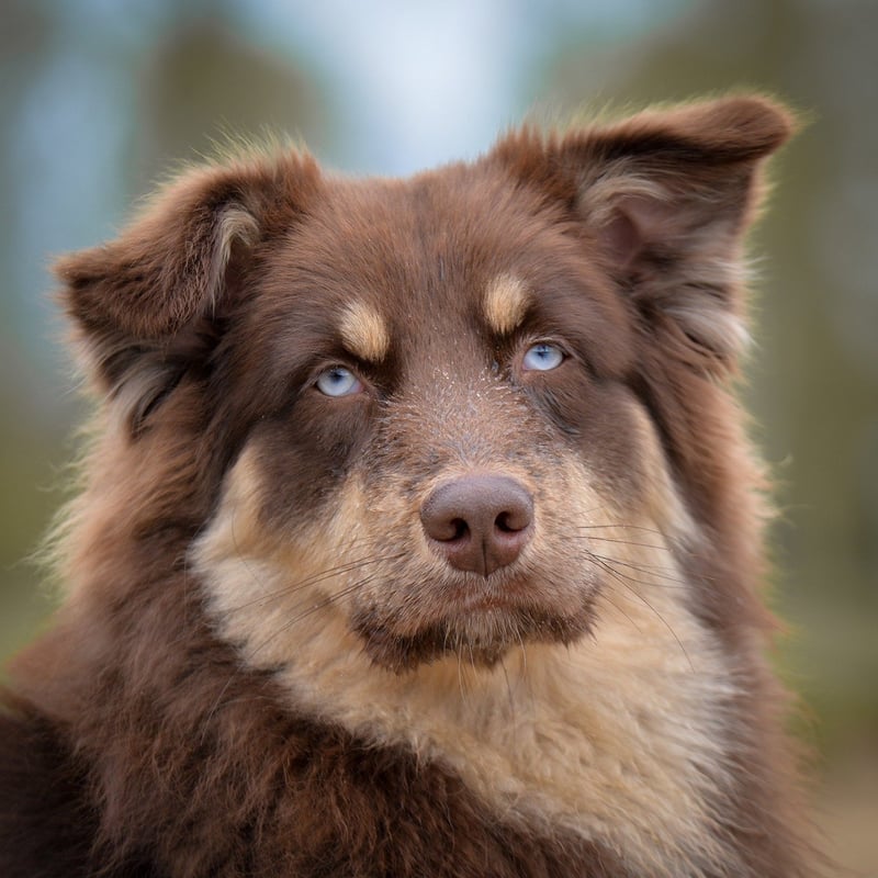 Mythological Pets