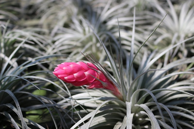 Air Plant